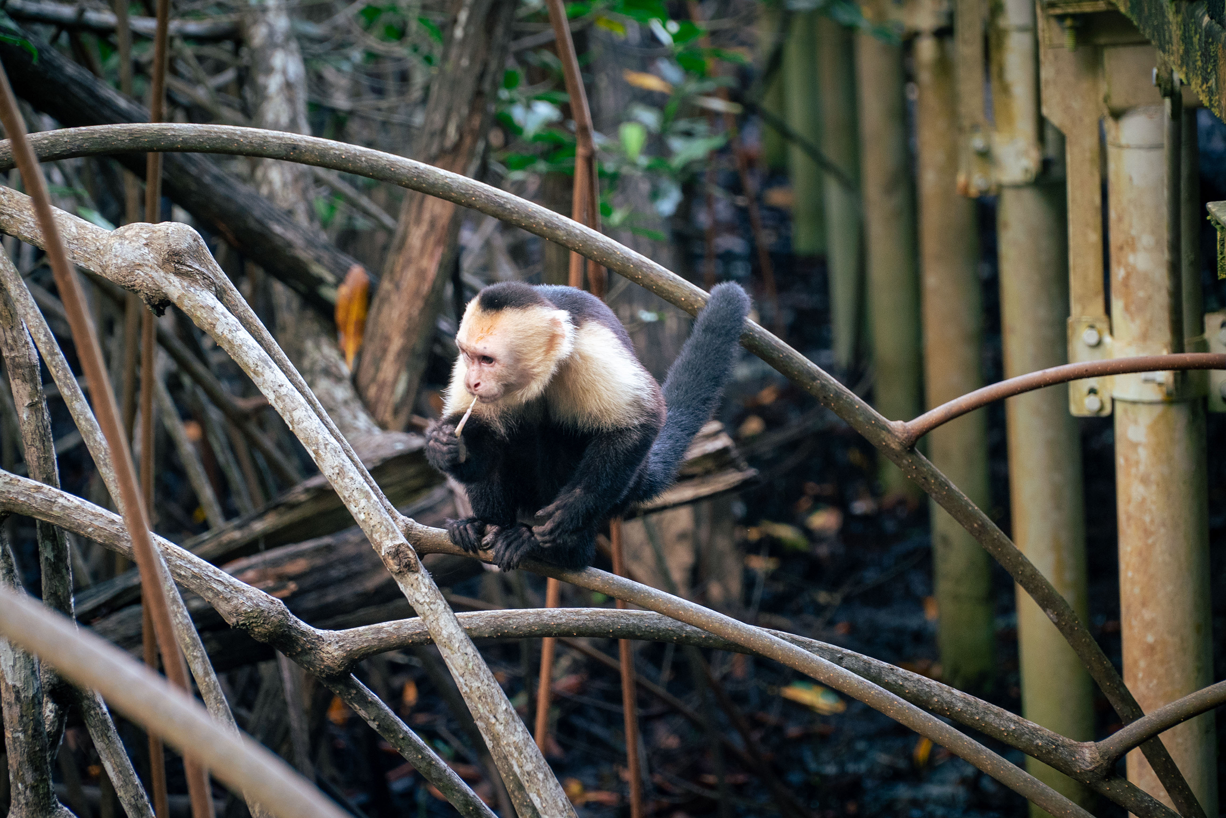 Monkey in Manuel Antonio